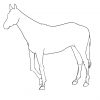 Pferd Zeichnen Lernen - 7 Schritte Für Ein Anatomisch bei Pferdekopf Zeichnen Schritt Für Schritt