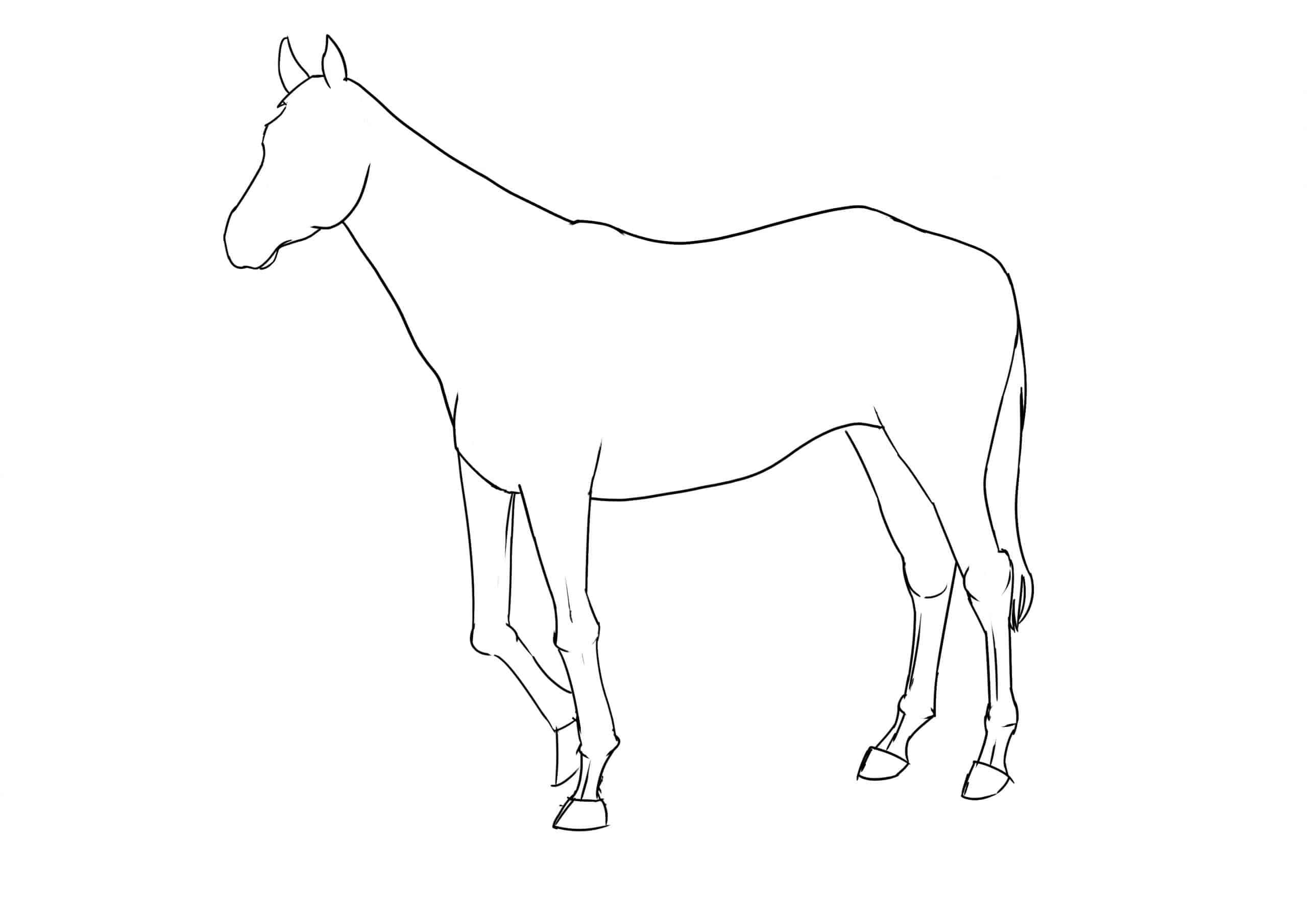 Pferd Zeichnen Lernen - 7 Schritte Für Ein Anatomisch bei Pferdekopf Zeichnen Schritt Für Schritt