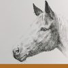 Pferde Zeichnen Lernen. Pferdekopf Malen. Mappenkurs Kunst Auf Lehramt. bestimmt für Pferdekopf Malen