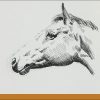 Pferdekopf Zeichnen. Pferde-Portraits Zeichnen Lernen.  Mappenvorbereitungskurs Kunst. bei Pferdekopf Zeichnen Schritt Für Schritt