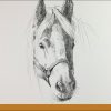Pferdekopf Zeichnen. Pferde Zeichnen Lernen. Pferde-Portraits. Mappenkurs  Kunst. bestimmt für Pferde Zeichnen Lernen