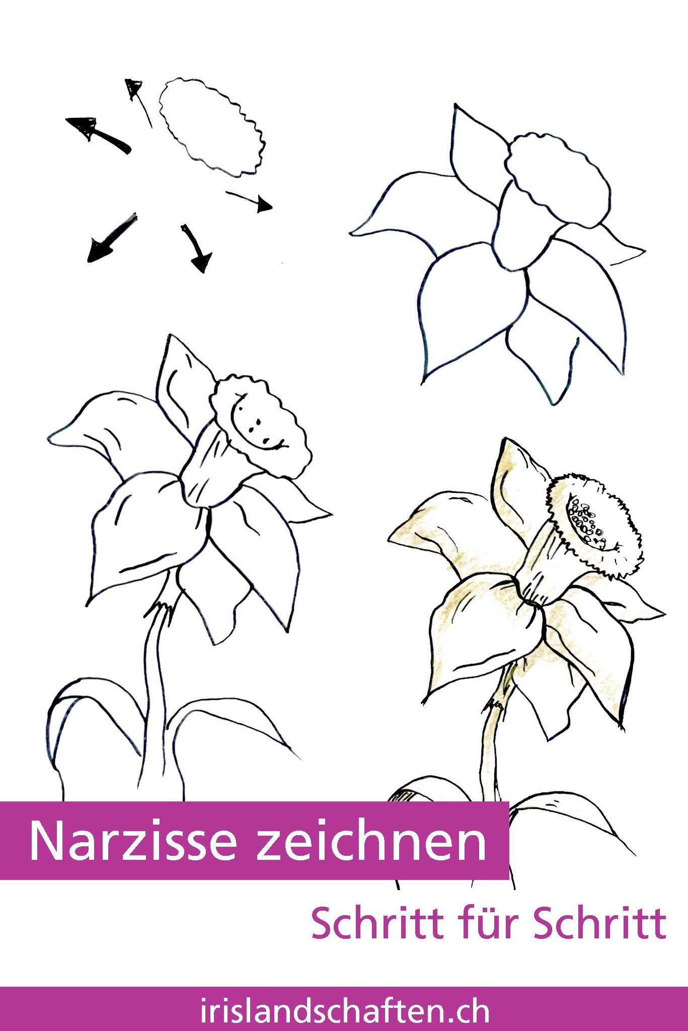Pflanzen Zeichnen Schritt Für Schritt (Mit Bildern in Blumen Zeichnen Lernen Schritt Für Schritt