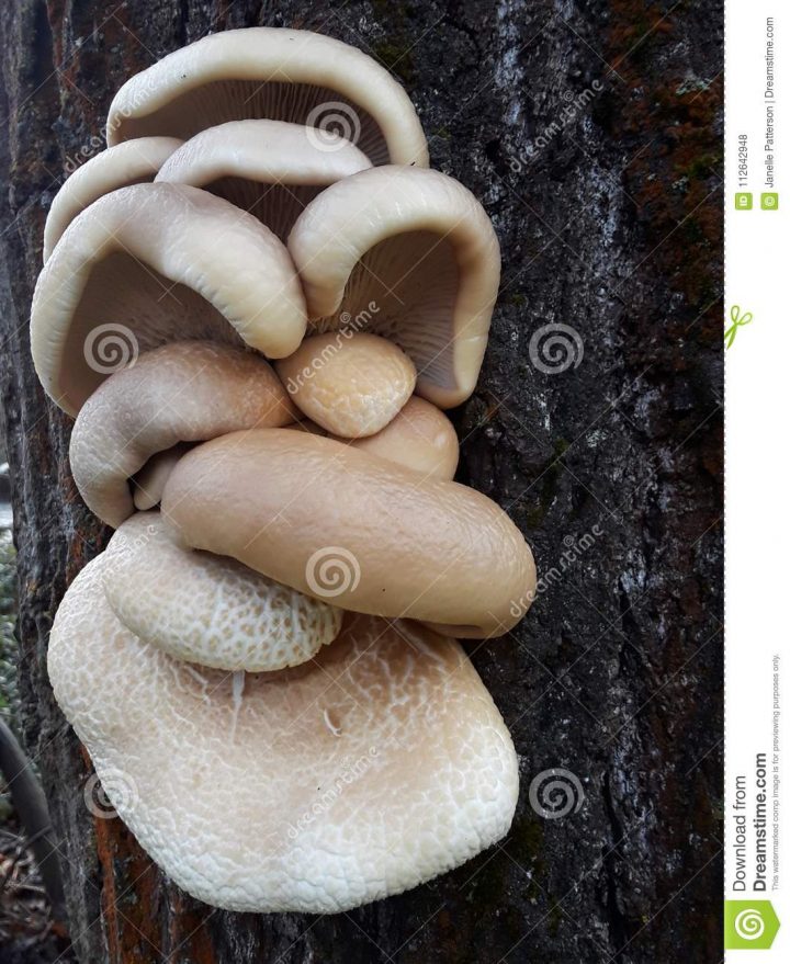 Pilzgesicht Auf Baum Stockfoto. Bild Von Fluß, Pilz - 112642948 für Pilzgesicht