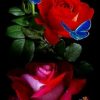 Pin Von Barbara Beckmann Auf Rote Rosen (Mit Bildern für Rosenbilder Kostenlos