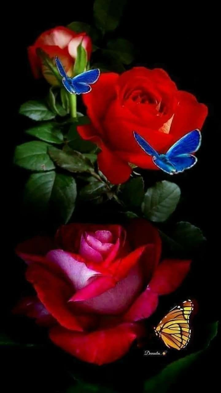 Pin Von Barbara Beckmann Auf Rote Rosen (Mit Bildern für Rosenbilder Kostenlos