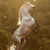 Pin Von Gertrud Berens Auf Pferdefotografie | Pferde für Steigendes Pferd Zeichnen