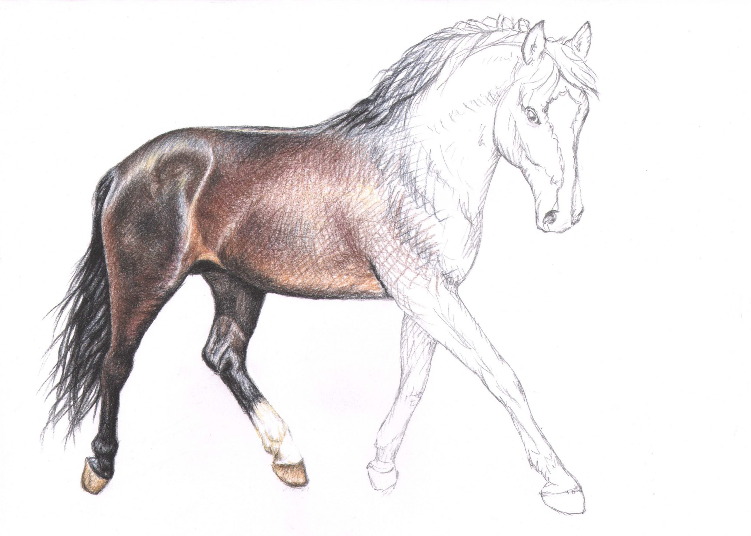 Pin Von Kendall Berry Auf Diy, Crafts, And Art | Pferde in Pferde Malen Lernen