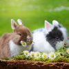 Pin Von Laura Auf Kaninchen | Süßeste Haustiere, Niedliche in Lustige Hasen Bilder Kostenlos