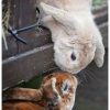 Pin Von Monique Auf Tiere (Mit Bildern) | Süße Tiere, Süße ganzes Lustige Hasen Bilder Kostenlos