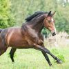 Polnisches Warmblut Kaufen Und Verkaufen | Pferdemarkt über Pferderassen Von A Bis Z Mit Bildern