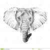 Porträt Des Elefanten Eigenhändig Gezeichnet In Bleistift für Zeichnungen Vorlagen Elefanten