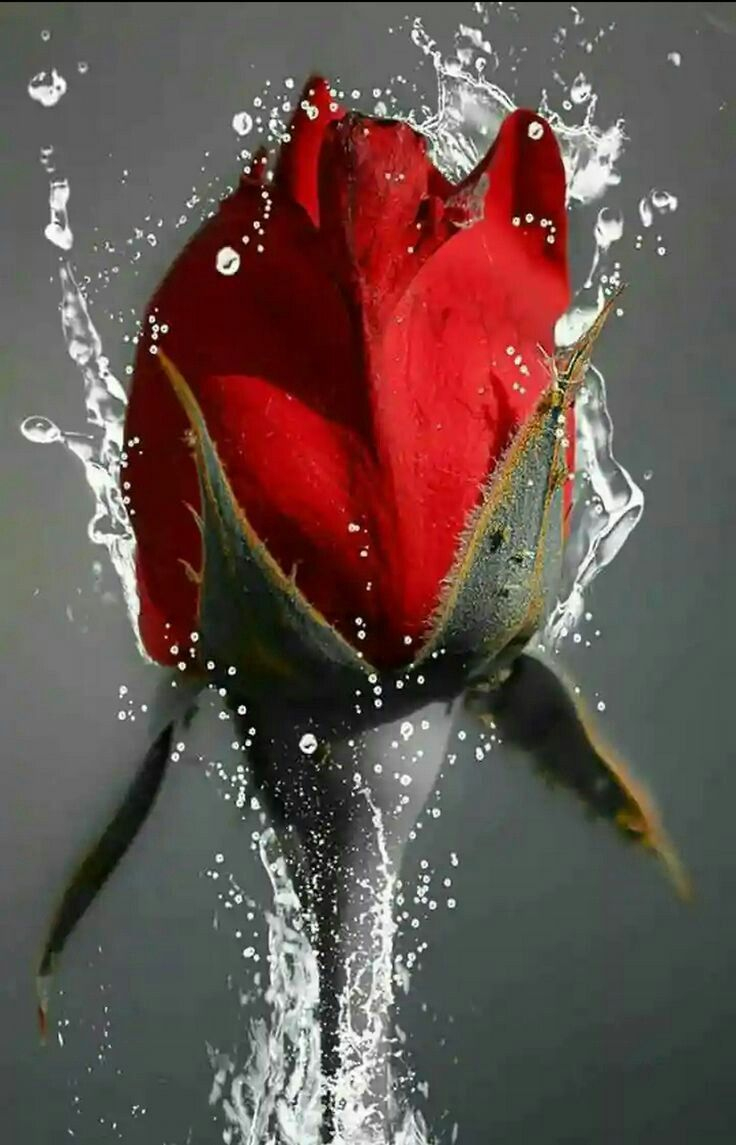 Red Rose (Mit Bildern) | Schöne Bilder Von Blumen, Blumen in Blumenbilder Rosen