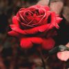 Red Rose - This Is  Me | Fotos De Fondo De Pantalla bei Blumenbilder Rosen
