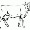 Rinder Ausmalbilder #ausmalbilder #rinder | Kuh Bilder verwandt mit Malvorlagen Kühe