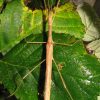 Rosa Geflügelte Stabschrecke – Wikipedia mit Stabheuschrecken Fortpflanzung