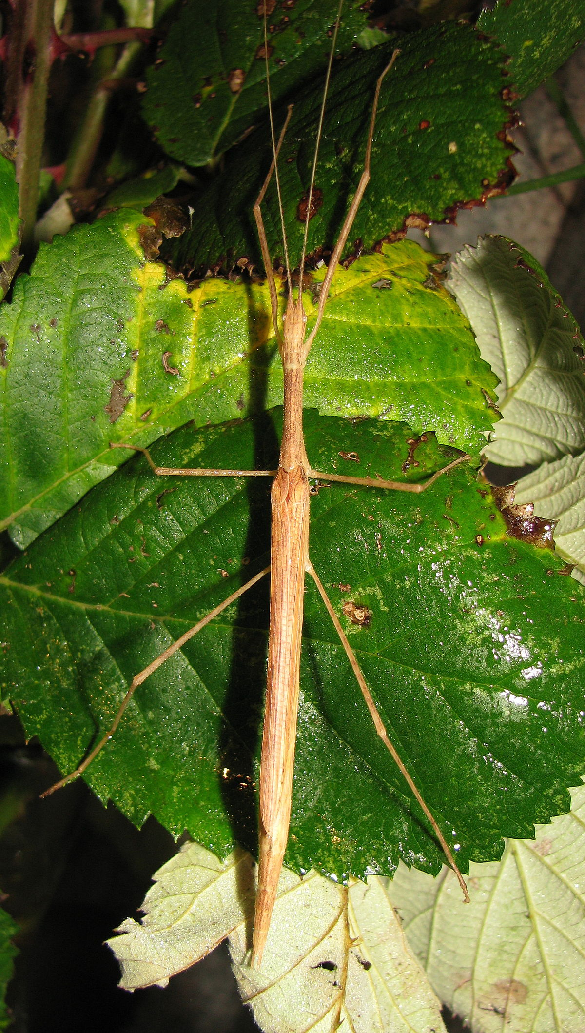 Rosa Geflügelte Stabschrecke – Wikipedia mit Stabheuschrecken Fortpflanzung