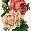 Rose Blume, Vintage-Kleidung, Rosa, Clip-Art - Gemalt Blumen bestimmt für Rosen Bilder Gemalt
