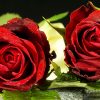 Rose Hintergrundbild Kostenlos in Kostenlose Rosenbilder