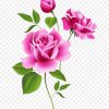 Rose Rosa Blume Kostenlose Inhalte Clip-Art - Blumen bestimmt für Bilder Blumen Kostenlos