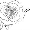 Rose Schnell Zeichnen Lernen Mit Bleistift 1 Vorzeichnung🌹 How To Draw A  Rose 🌹 Как Се Рисува Роза über Rosen Zeichnen Anleitung