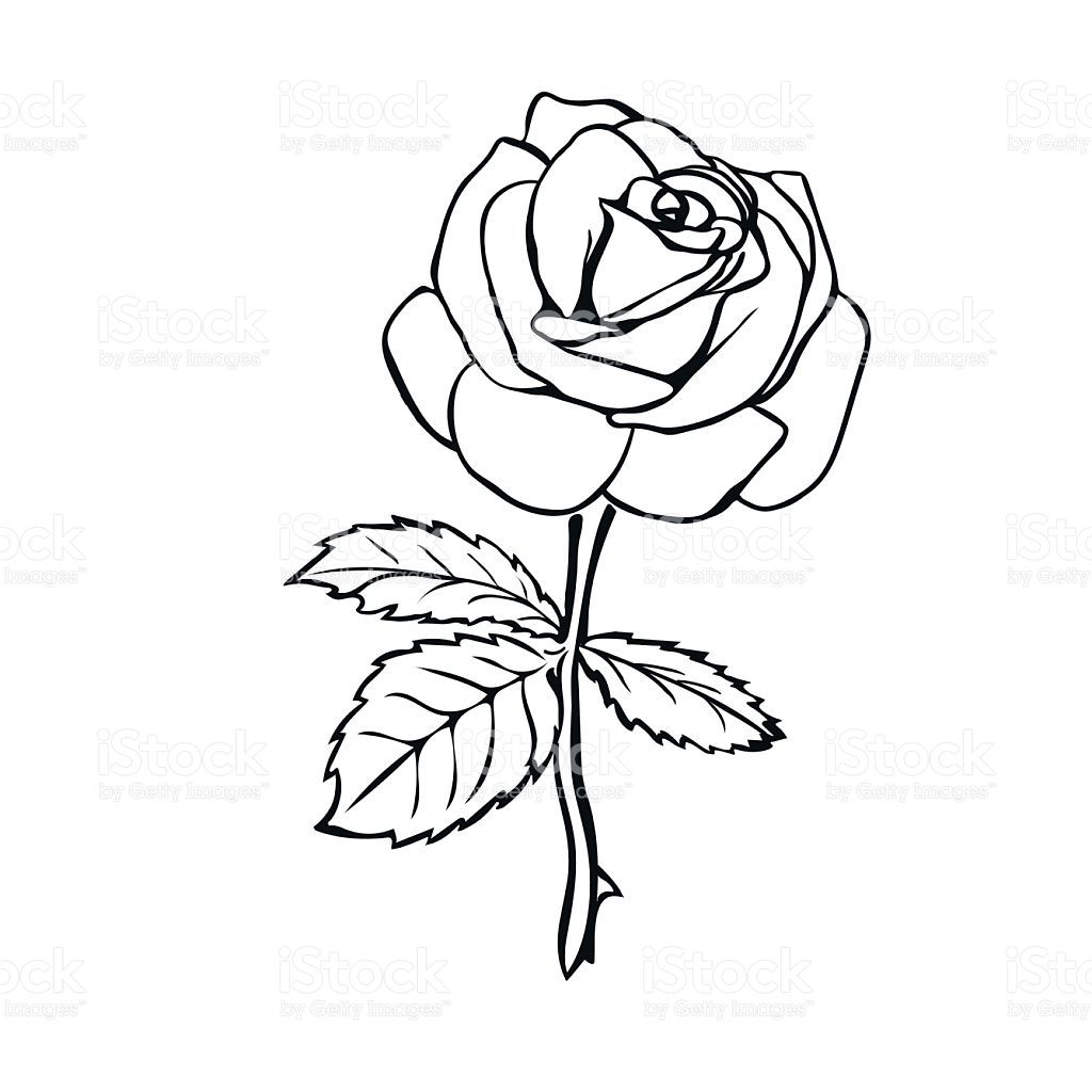 Rose Sketch. Black Outline On White Background. Vector für Rosen Zeichnen Anleitung