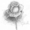 Rose Zeichnen Schritt Für Schritt Tutorial - Zeichne verwandt mit Rosen Zeichnen Anleitung
