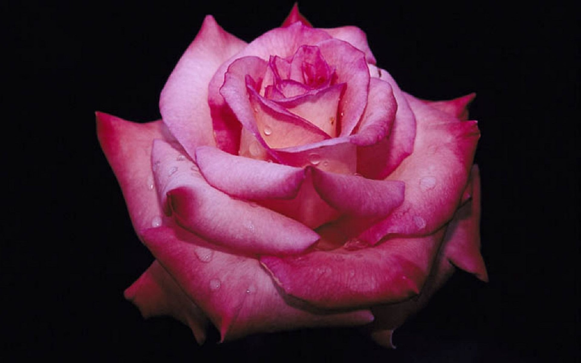 Rosen Fotos Kostenlos für Kostenlose Rosenbilder