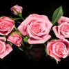 Rosenstrauß Hintergrundbilder Kostenlos verwandt mit Kostenlose Rosenbilder