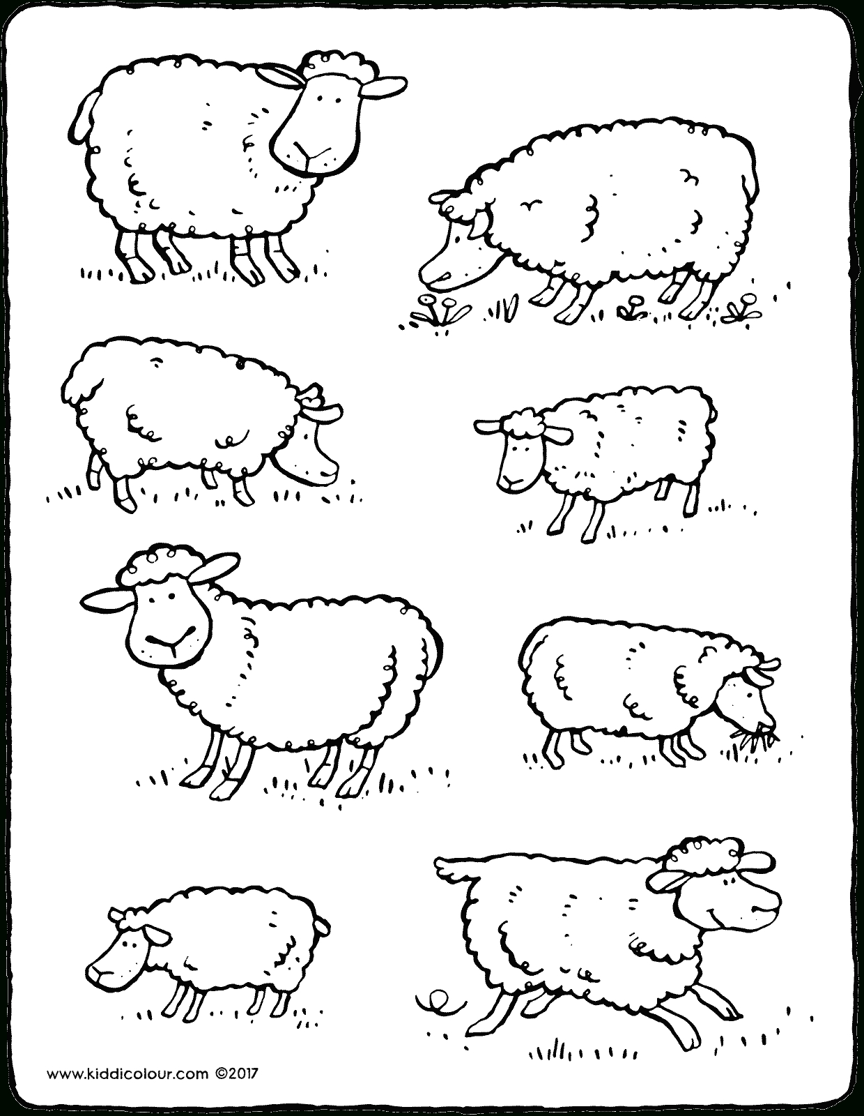 Schafe - Kiddimalseite mit Malvorlage Schaf