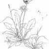 Schematischer Loewenzahn Ausmalbild &amp; Malvorlage (Blumen) innen Löwenzahn Ausmalbild