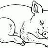 Schlafendes Schwein Ausmalbild &amp; Malvorlage (Tiere) in Ausmalbild Schwein