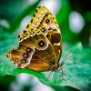 Schmetterling #butterfly #falter #farben #kontrast #weiß für Schmetterling Insekt