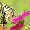 Schmetterling | Schmetterling Auf Der Blume (Mit Bildern ganzes Hintergrundbilder Blumen Und Schmetterlinge