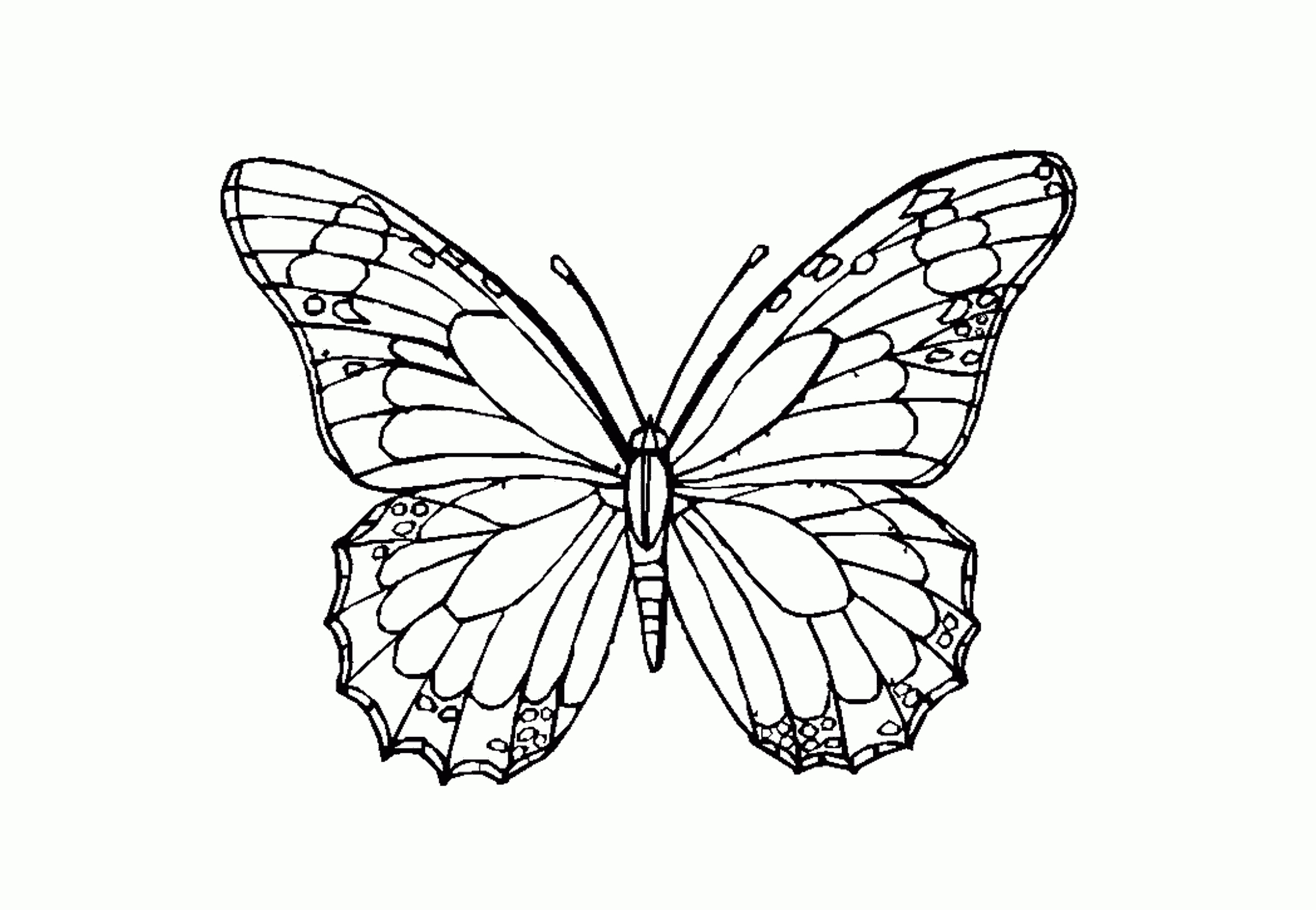Schmetterlinge Ausmalbilder (Mit Bildern) | Malvorlagen bestimmt für Schablone Schmetterling Kostenlos