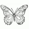 Schmetterlinge Ausmalbilder (Mit Bildern) | Malvorlagen für Schmetterling Vorlage