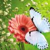 Schmetterlinge Und Blumen Wallpaper Album (#390195) - Hd innen Hintergrundbilder Blumen Und Schmetterlinge