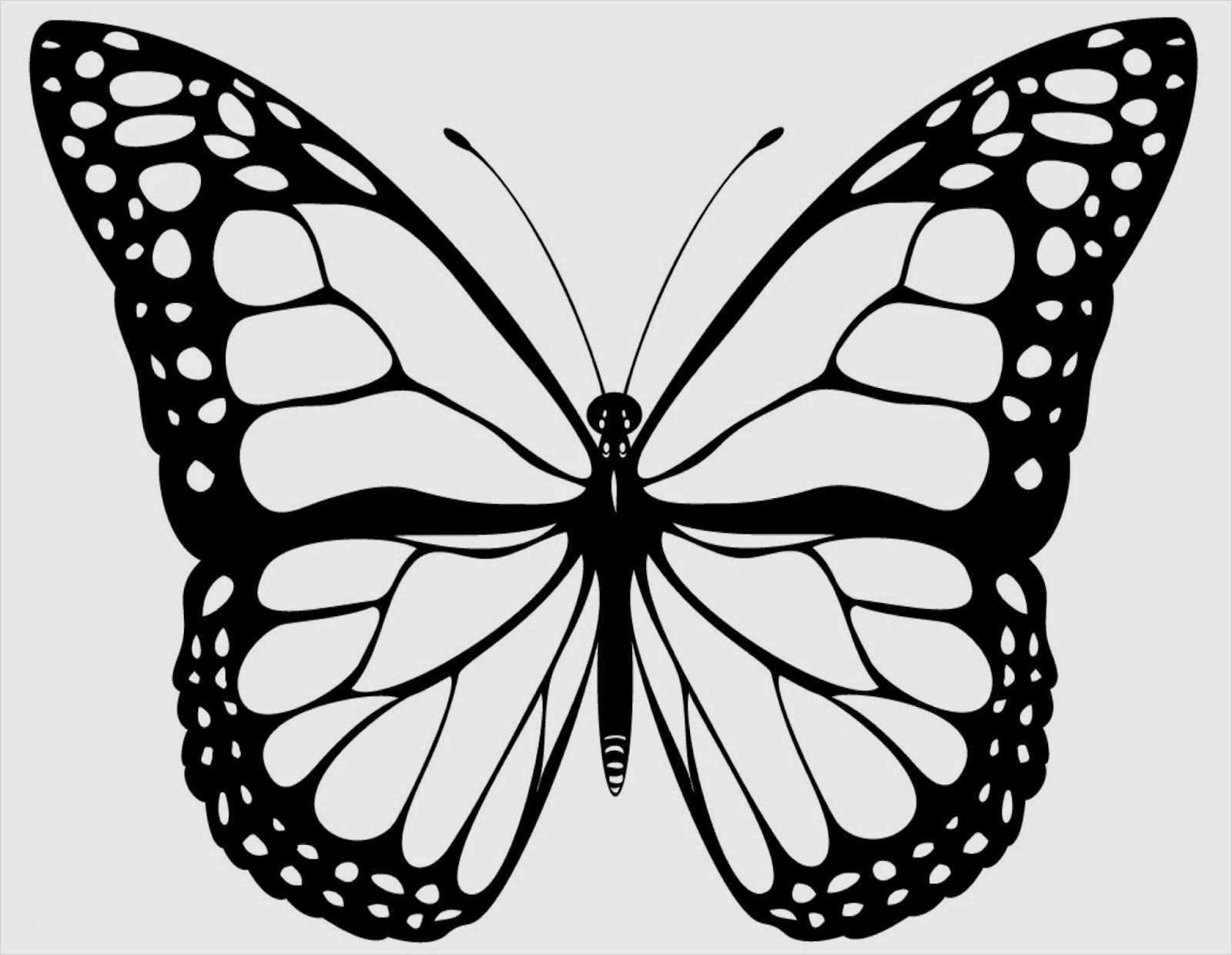 Schön Schmetterling Vorlage Zum Ausdrucken Jene Können verwandt mit Schmetterling Zum Ausdrucken