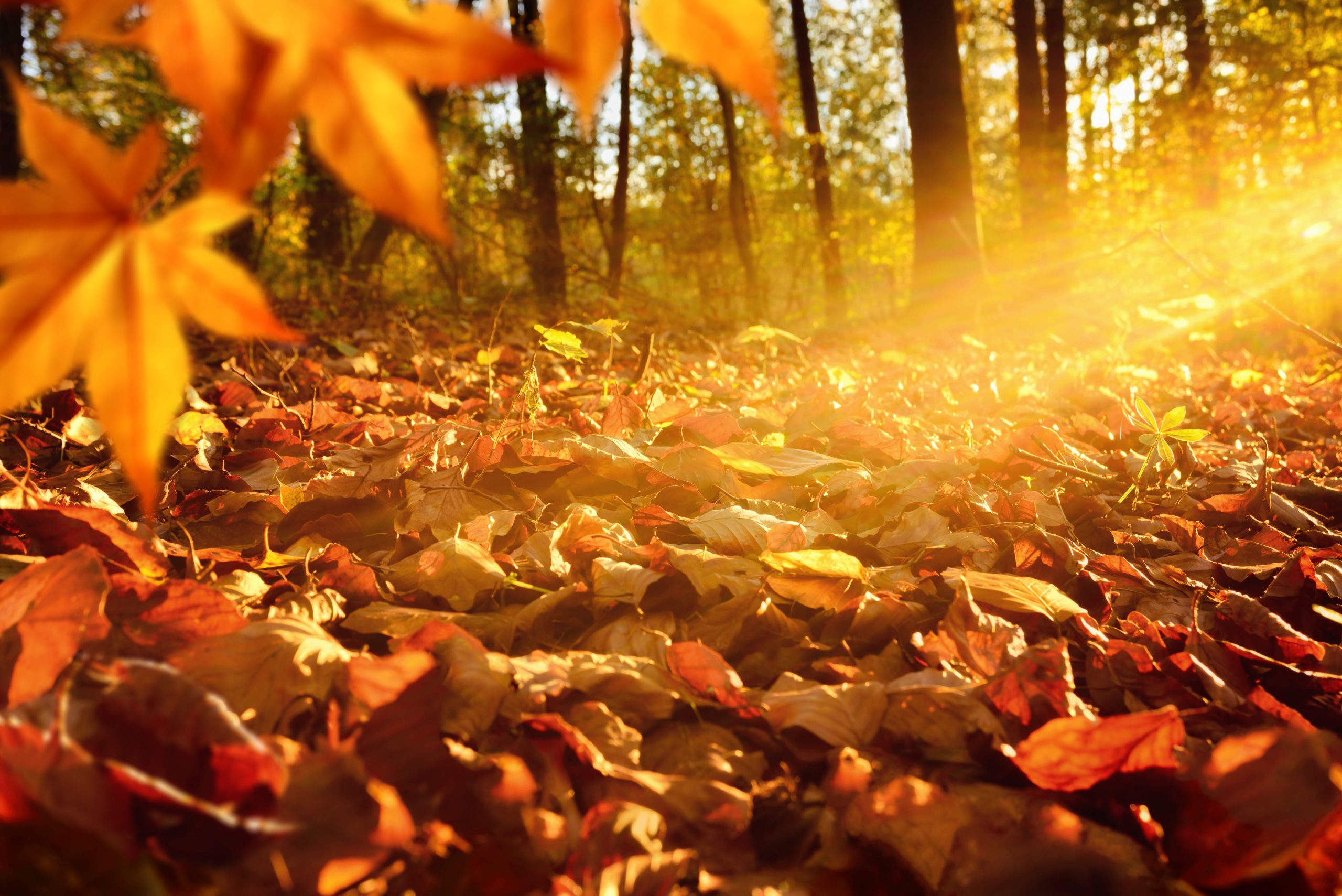 Schöne Herbstbilder Richtig Fotografieren. mit Schöne Herbstbilder Kostenlos
