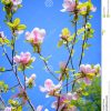 Schöne Rosa Magnolien-Blumen Auf Blauer Himmel-Hintergrund bei Blumenbild Kostenlos