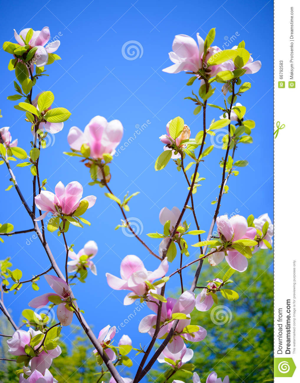 Schöne Rosa Magnolien-Blumen Auf Blauer Himmel-Hintergrund bei Blumenbild Kostenlos
