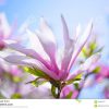 Schöne Rosa Magnolien-Blumen Auf Blauer Himmel-Hintergrund innen Blumenbild Kostenlos