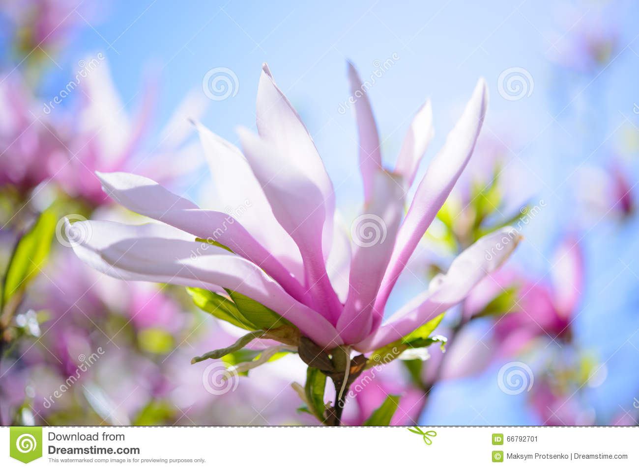 Schöne Rosa Magnolien-Blumen Auf Blauer Himmel-Hintergrund innen Blumenbild Kostenlos