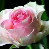 Schöne Rosenbilder Gratis über Rosenbilder Kostenlos