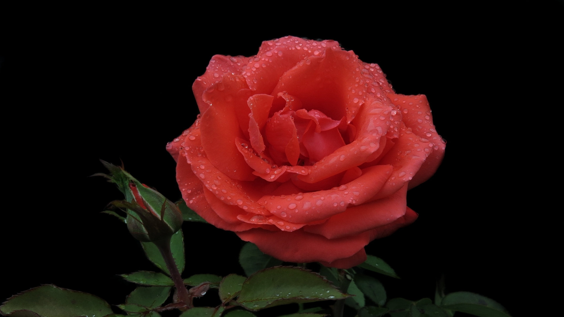 Schöne Rosenbilder Kostenlos verwandt mit Rosenbilder Kostenlos