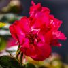 Schöne Rosenbilder Warten Auf Dich - Mjpics Fotografie bei Rosenbilder Kostenlos