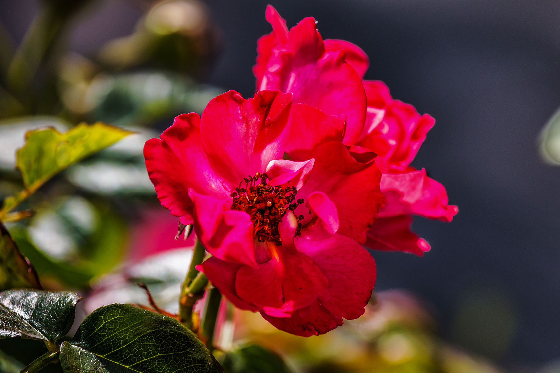 Schöne Rosenbilder Warten Auf Dich - Mjpics Fotografie bei Rosenbilder Kostenlos