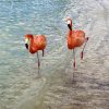Sechs Flamingos Für Das Image › Weltrentner bei Warum Stehen Flamingos Auf Einem Bein