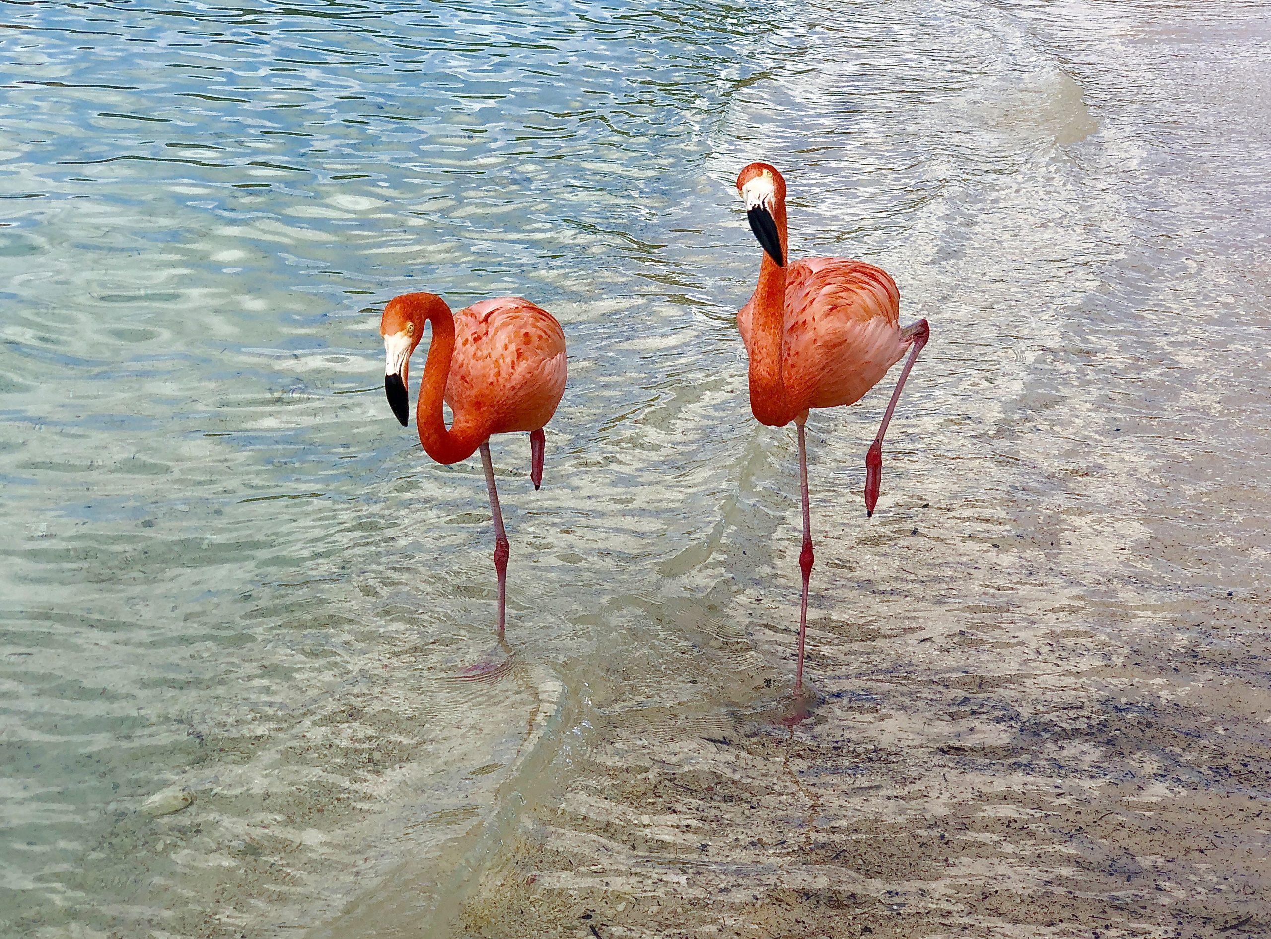 Sechs Flamingos Für Das Image › Weltrentner bei Warum Stehen Flamingos Auf Einem Bein