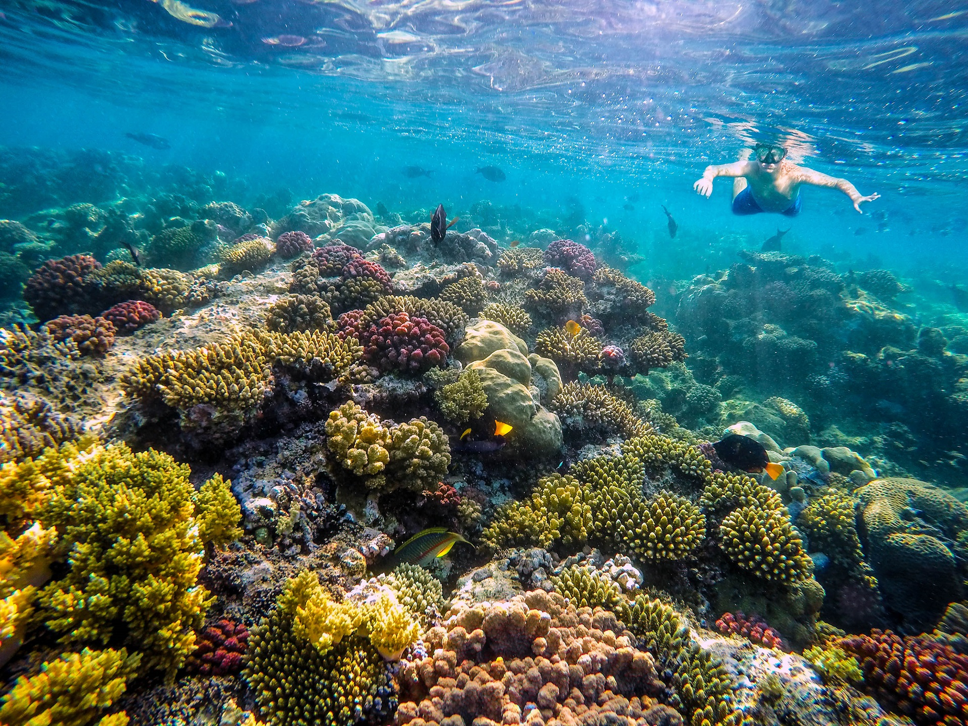 So Schön Ist Schnorcheln Im Roten Meer | Urlaubsguru.de über Warum Heißt Das Rote Meer Rotes Meer