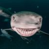 Spätzünder, Schillerlocke, Schleifpapier: 12 Fakten Über verwandt mit Revolvergebiss Hai